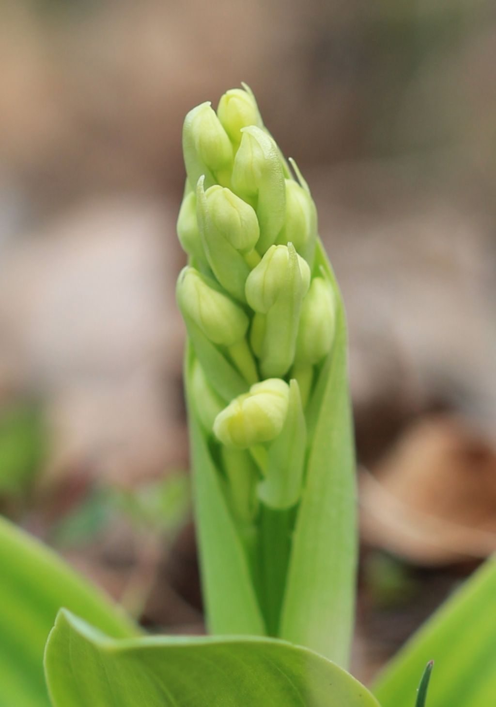 Orchis pallens